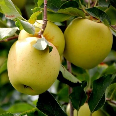 Яблоня ГОЛДЕН ВЛАДИМИРСКИЙ в Иваново