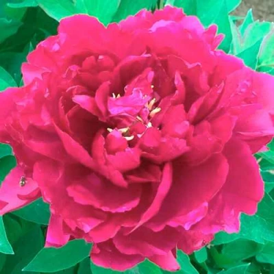 Пион ОСТРОВНОЙ МИНИСТР древовидный в Иваново