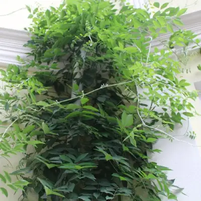 Глициния макростахия БЛЮ МУН в Иваново