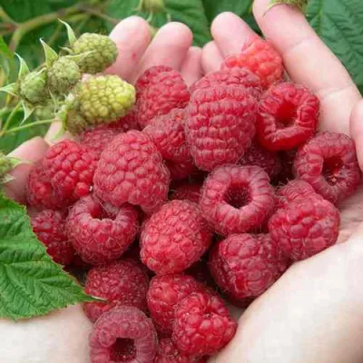 Малина МОЛЛИНГ ДЖУНО в Иваново