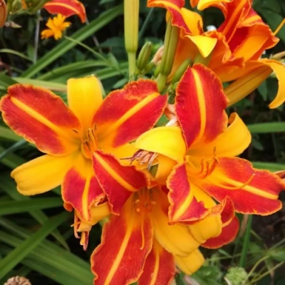 Лилейник ФРАНС ХАЛС в Иваново