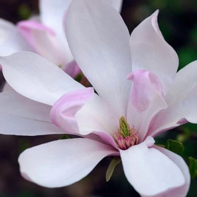 Магнолия ПИНКИ в Иваново