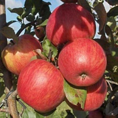 Яблоня ПЕРСИКОВАЯ в Иваново