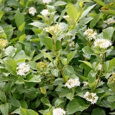 Дерен ФЛАВИРАМЕА отпрысковый  в Иваново