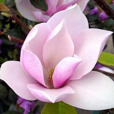 Магнолия АЛЕКСАНДРИНА  в Иваново