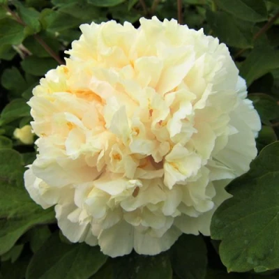 Пион НЕЖНЫЙ ГОЛОС древовидный в Иваново