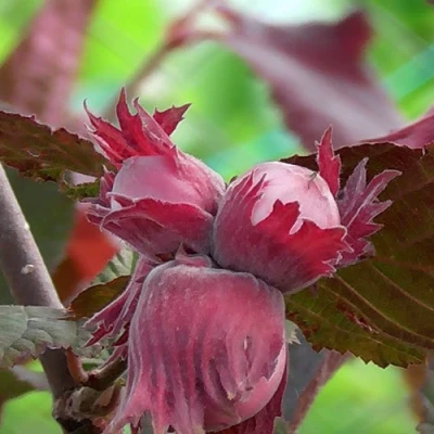 Фундук КАРДИНАЛ в Иваново