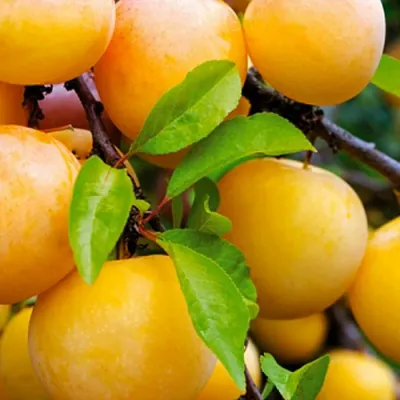 Слива МЕДОВАЯ ЖЁЛТАЯ в Иваново