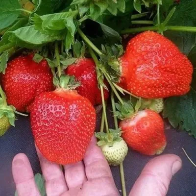 Клубника АЗИЯ в Иваново