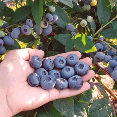 Голубика БОНУС в Иваново