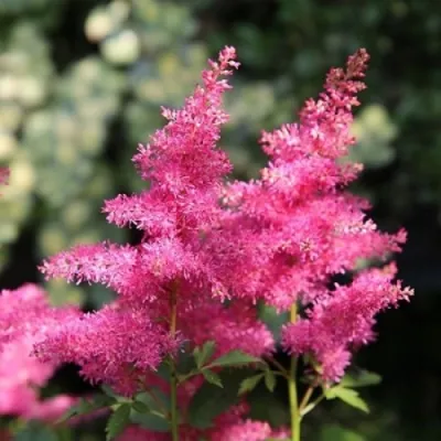 Астильба САННИ ДЕЙ гибридная в Иваново
