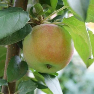 Яблоня ПОДСНЕЖНИК стелющаяся в Иваново