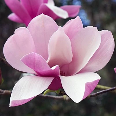 Магнолия РИККИ в Иваново