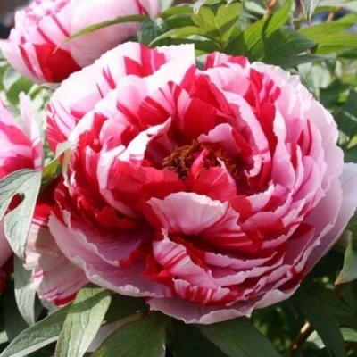 Пион РЕД ВИЗ ПИНК древовидный в Иваново