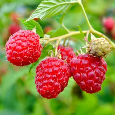 Малина РУБИФОЛ в Иваново