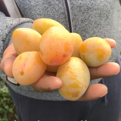 Слива ЯХОНТОВАЯ в Иваново