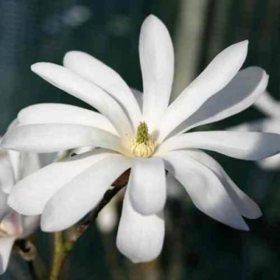 Магнолия РОЯЛ СТАР в Иваново