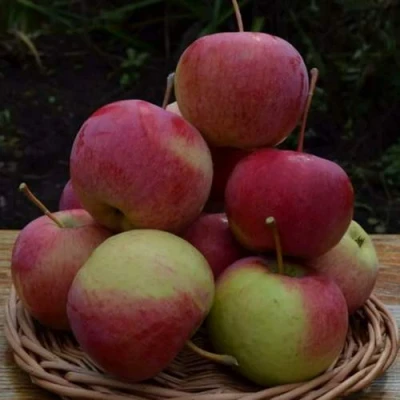 Яблоня РОДНИКОВАЯ в Иваново