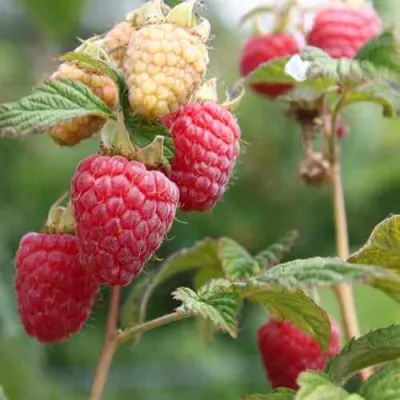 Малина МОЛЛИНГ ДЖУНО в Иваново