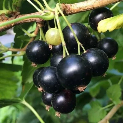 Смородина чёрная ДАБРАДЗЕЯ в Иваново