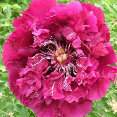 Пион ПУРПУРНЫЙ ОКЕАН древовидный в Иваново