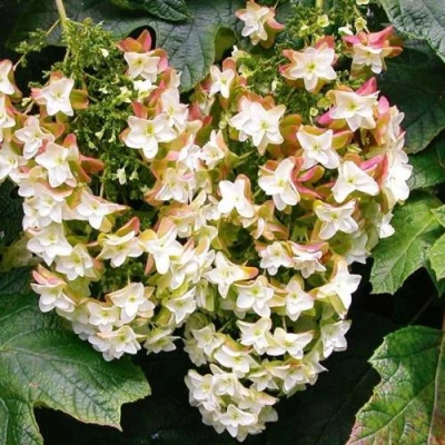 Гортензия БЛЭК ПОРШ дуболистная в Иваново