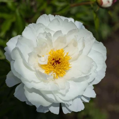 Пион МИСС АМЕРИКА травянистый в Иваново