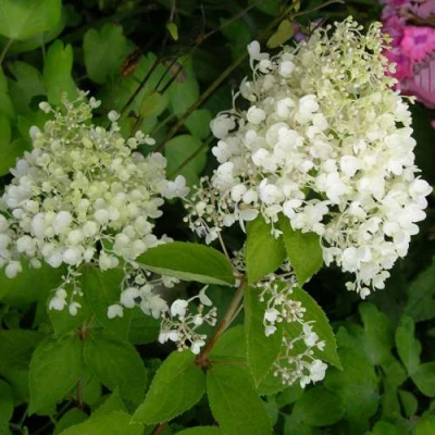 гортензия метельчатая дартс литтл дот