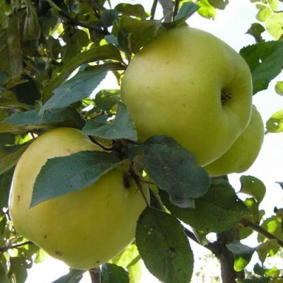 Яблоня Антоновка Обыкновенная в Иваново