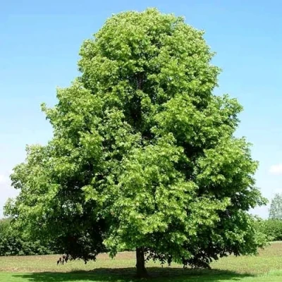 Липа мелколистная в Иваново