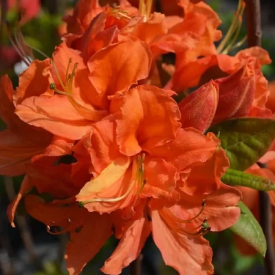 Азалия МАНДАРИН ЛАЙТС листопадная в Иваново