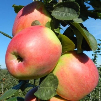 Яблоня БРЯНСКОЕ РОЗОВОЕ в Иваново