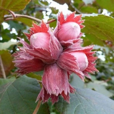 Фундук СКАРЛЕТТ в Иваново