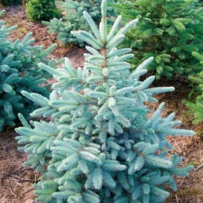 Ель КЕЙБАБ колючая в Иваново