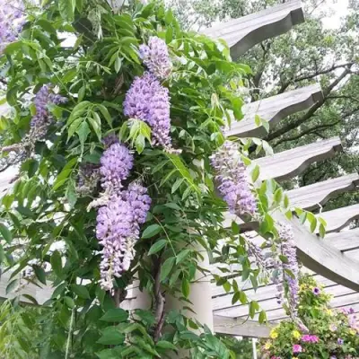 Глициния макростахия БЛЮ МУН в Иваново