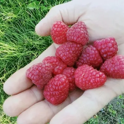 Малина ПОЛЬКА (ПОЛКА) в Иваново