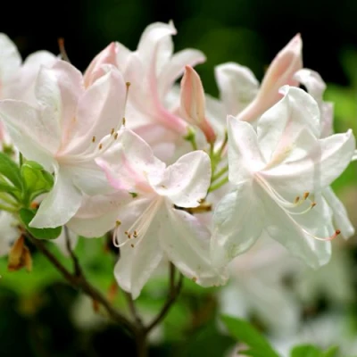 Азалия УАЙТ ЛАЙТС листопадная в Иваново