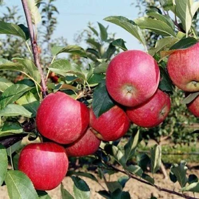 Яблоня АПОРТ в Иваново