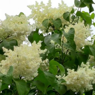 Сирень АМУРСКАЯ в Иваново