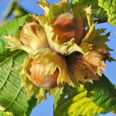 Фундук ТОНДА РОМАНА в Иваново