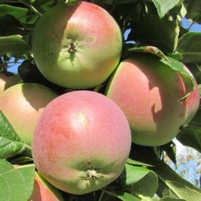 Яблоня МОСКОВСКОЕ ЗИМНЕЕ в Иваново