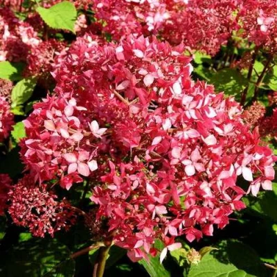 гортензия пинк пинкушен