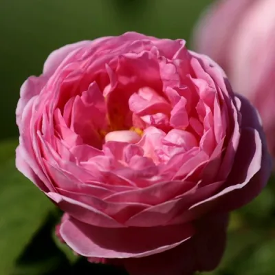 саженцы розы Пинк Экспрешн