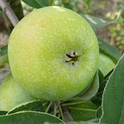 Яблоня РЕНЕТ СИМИРЕНКО в Иваново