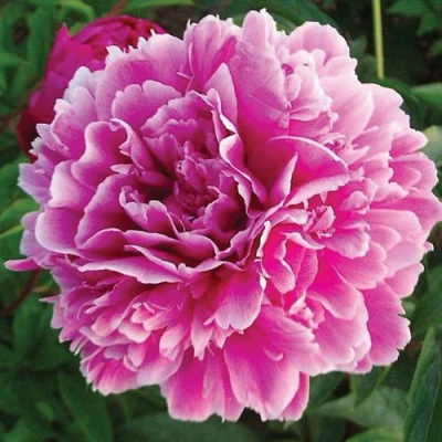 Пион ПУРПУРНАЯ ФЕЕРИЯ травянистый в Иваново