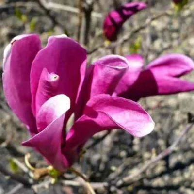 Магнолия СЬЮЗАН в Иваново