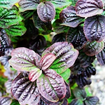 дерен КОМПРЕССА кроваво-красный в Иваново