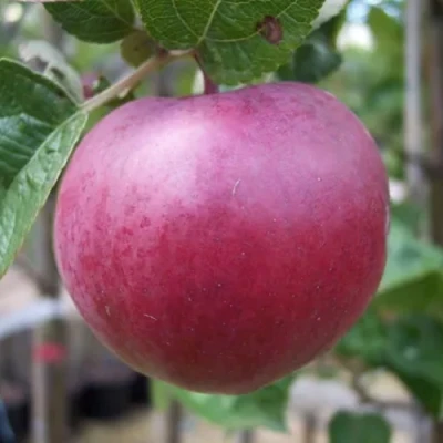 Яблоня НОРИС в Иваново