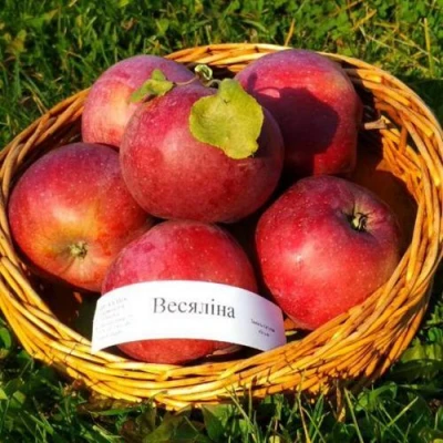 Яблоня ВЕСЯЛИНА в Иваново