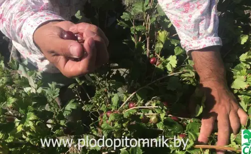 Превью видео